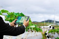 Negócio do fazendeiro que guarda do cuidado esperto da morango do trabalho do robô do braço da tabuleta uma maquinaria agrícola imagem de stock Negócio do fazendeiro que guarda do cuidado esperto da morango do trabalho do robô do braço da tabuleta uma maquinaria agrícola imagem de stock