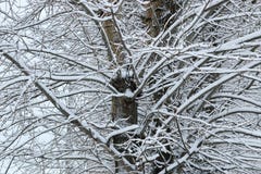 Neige d'hiver sur l'arbre de branche images stock Neige d'hiver sur l'arbre de branche images stock
