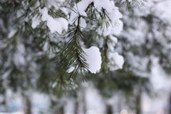 Neige d'hiver sur la branche d'arbre de sapin photo libre de droits Neige d'hiver sur la branche d'arbre de sapin photo libre de droits