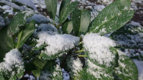 Neige sur les feuilles vertes Neige sur les feuilles vertes