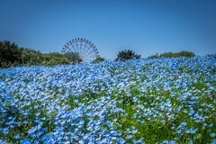 Nemophila Delight in spring royalty free stock image Nemophila Delight in spring royalty free stock image
