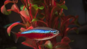 Neon Tetra Fish Neon Tetra Fish
