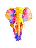 Neonelefant des hellen Regenbogens des Aquarells auf einem weißen Hintergrund lokalisiert Bunter mehrfarbiger großer Erwachsener stockfotografie Neonelefant des hellen Regenbogens des Aquarells auf einem weißen Hintergrund lokalisiert Bunter mehrfarbiger großer Erwachsener stockfotografie