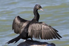 Neotropic Cormortant (Phalacrocorax Brasilianus) Drying Wet Feathers On A Rock Stock Photos Neotropic Cormortant (Phalacrocorax Brasilianus) Drying Wet Feathers On A Rock Stock Photos