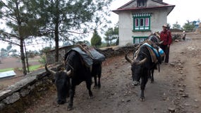 Nepal, algum búfalo na estrada imagem de stock Nepal, algum búfalo na estrada imagem de stock