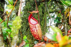 Nepenthes selvagem, plantas de jarro tropical, copos vermelhos do macaco imagens de stock royalty free Nepenthes selvagem, plantas de jarro tropical, copos vermelhos do macaco imagens de stock royalty free