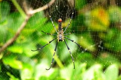 Nephila pilipes spider in its web on the tropical island Zamami, Okinawa royalty free stock images Nephila pilipes spider in its web on the tropical island Zamami, Okinawa royalty free stock images