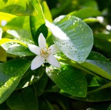 Neroli Gröna ljusa sidor för orange träd och orange blommaneroli med regndroppar, daggbakgrund royaltyfri foto Neroli Gröna ljusa sidor för orange träd och orange blommaneroli med regndroppar, daggbakgrund royaltyfri foto