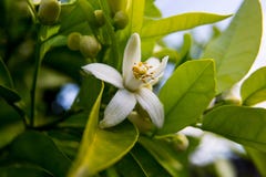 Neroli 绿色明亮的橙树叶子和橙色花neroli与雨珠,露水背景 库存照片 Neroli 绿色明亮的橙树叶子和橙色花neroli与雨珠,露水背景 库存照片
