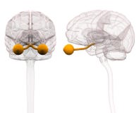 Nervo ótico Brain Anatomy - ilustração 3d ilustração do vetor Nervo ótico Brain Anatomy - ilustração 3d ilustração do vetor
