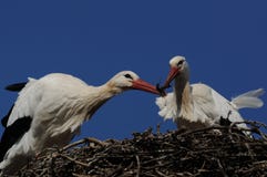 Nest Building By Stork Royalty Free Stock Photos
