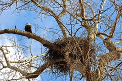 Nest von Weißkopfseeadlern mit einem Adler auf nahe gelegener Niederlassung lizenzfreie stockfotografie Nest von Weißkopfseeadlern mit einem Adler auf nahe gelegener Niederlassung lizenzfreie stockfotografie
