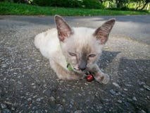 Nette Katze, die sein verfügbares Licht des Lebens genießt lizenzfreie stockfotografie Nette Katze, die sein verfügbares Licht des Lebens genießt lizenzfreie stockfotografie