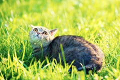 Nette Katze liegt auf dem grünen Rasen lizenzfreies stockfoto Nette Katze liegt auf dem grünen Rasen lizenzfreies stockfoto
