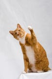 Nette Katze mit der Tatze oben