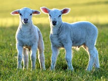 Nette kleine Lämmer stockbild Nette kleine Lämmer stockbild