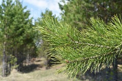 Nette tak op een achtergrond van groene bomen royalty-vrije stock foto's Nette tak op een achtergrond van groene bomen royalty-vrije stock foto's