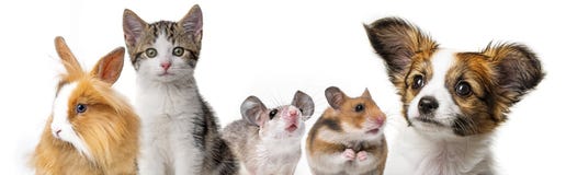 Nette Tiere stockbilder Nette Tiere stockbilder