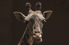 Nette westafrikanische Giraffe kaut wiedergekäutes Futter an Los Angeles-Zoo lizenzfreie stockfotos Nette westafrikanische Giraffe kaut wiedergekäutes Futter an Los Angeles-Zoo lizenzfreie stockfotos