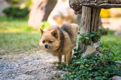 Netten Chihuahua, die auf Holztisch im Hausgarten urinieren Chihuahua des Urins im Park auf Asphalt des Hundes, lizenzfreies stockbild Netten Chihuahua, die auf Holztisch im Hausgarten urinieren Chihuahua des Urins im Park auf Asphalt des Hundes, lizenzfreies stockbild