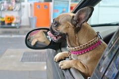 Netter brauner Hund der französischen Bulldogge, der aus Großraumwagenfenster heraus schaut lizenzfreie stockbilder Netter brauner Hund der französischen Bulldogge, der aus Großraumwagenfenster heraus schaut lizenzfreie stockbilder