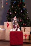 Netter chinesischer Hund mit Haube sitzt nahe dem Weihnachtsbaum Neues Jahr ` s Geschenke Heimtiere stockfotos Netter chinesischer Hund mit Haube sitzt nahe dem Weihnachtsbaum Neues Jahr ` s Geschenke Heimtiere stockfotos