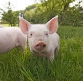 Netter Ferkel-Abschluss oben