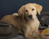 Netter gelber Labrador retriever-Welpe lizenzfreies stockfoto Netter gelber Labrador retriever-Welpe lizenzfreies stockfoto