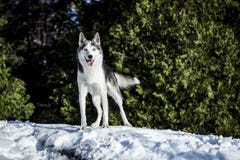 Netter heiserer Hund, der um den Berg wandert lizenzfreies stockbild Netter heiserer Hund, der um den Berg wandert lizenzfreies stockbild