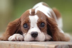 netter Hund netter Hund