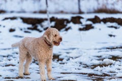 Netter Hund stockbild Netter Hund stockbild