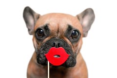 Netter Hund der französischen Bulldogge mit roter Kusslippenfotostütze vor weißem Hintergrund lizenzfreies stockfoto Netter Hund der französischen Bulldogge mit roter Kusslippenfotostütze vor weißem Hintergrund lizenzfreies stockfoto