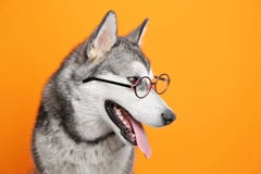 Netter Hund des alaskischen Malamute auf Farbhintergrund lizenzfreie stockbilder Netter Hund des alaskischen Malamute auf Farbhintergrund lizenzfreie stockbilder