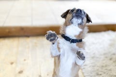 Netter Jack Russel, der oben für einen Keks oder eine Festlichkeit auf hinterem Bein aufrichtet stockbilder Netter Jack Russel, der oben für einen Keks oder eine Festlichkeit auf hinterem Bein aufrichtet stockbilder