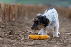 Netter kleiner Steckfassungsrussell-Jagdhund auf einem Feld mit Mais stockbild Netter kleiner Steckfassungsrussell-Jagdhund auf einem Feld mit Mais stockbild