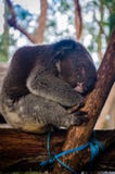 Netter Koala, der einen Tagtraum auf einem Baum hat stockfoto Netter Koala, der einen Tagtraum auf einem Baum hat stockfoto