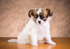 Netter Papillon-Welpe lizenzfreies stockbild Netter Papillon-Welpe lizenzfreies stockbild