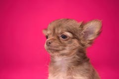 Netter rothaariger Chihuahuawelpe sitzt auf einem hochroten Hintergrund lizenzfreie stockbilder Netter rothaariger Chihuahuawelpe sitzt auf einem hochroten Hintergrund lizenzfreie stockbilder