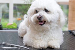 Netter weißer Hund mit Scheren stockbild Netter weißer Hund mit Scheren stockbild