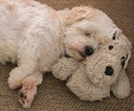 Netter weißer Lhasa Apso-Hund, der auf einem Hund schläft stockbild Netter weißer Lhasa Apso-Hund, der auf einem Hund schläft stockbild