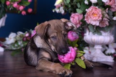 Netter Welpe, der auf dem Boden mit Blumen liegt lizenzfreie stockfotos Netter Welpe, der auf dem Boden mit Blumen liegt lizenzfreie stockfotos