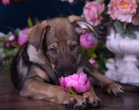Netter Welpe, der auf dem Boden mit Blumen liegt lizenzfreie stockfotografie Netter Welpe, der auf dem Boden mit Blumen liegt lizenzfreie stockfotografie