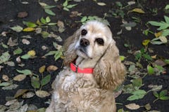 Nettes Amerikaner-Cocker spaniel-` s Porträt lizenzfreie stockfotos Nettes Amerikaner-Cocker spaniel-` s Porträt lizenzfreie stockfotos
