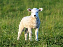 Nettes kleines Lamm stockfotografie Nettes kleines Lamm stockfotografie
