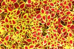 Nettle Grass On Park Flowerbed Close Up Photo Stock Photo Nettle Grass On Park Flowerbed Close Up Photo Stock Photo