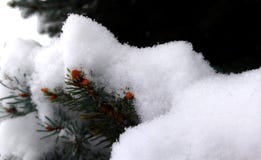 Neues Pinecone-Wachstum unter frischem Schnee auf Kiefern-Ast stockfoto Neues Pinecone-Wachstum unter frischem Schnee auf Kiefern-Ast stockfoto
