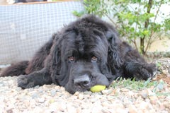 Neufundland-Hunde, die Mango essen stockbilder Neufundland-Hunde, die Mango essen stockbilder