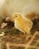 Neugeborenes gelbes Baby-Küken im Nachmittagslicht Stockfoto Neugeborenes gelbes Baby-Küken im Nachmittagslicht Stockfoto