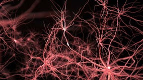 Neurone synapse network. Flight through brain. Medical and science animation.