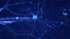 Neurons transmitting electrical signals